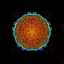 Coloured Cryo-EM image showing a cross section of the bacteriophage lambda capsid with the DNA inside.