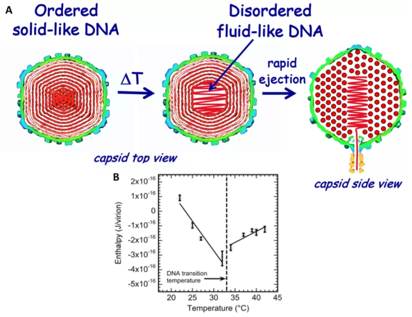 Graphical representations of the DNA disordering transition in a viral capsid. Figure of the change of enthalpy over increasing temperature. 