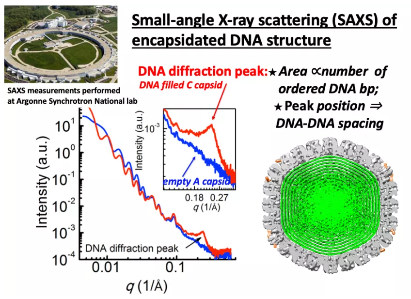 Image showing the Argonne Synchrotron National Lab in Chicago, USA. Representative SAXS figure showing analysis of empty HSV-1 A-capsid (blue curve) and DNA-filled C-capsid (red curve).