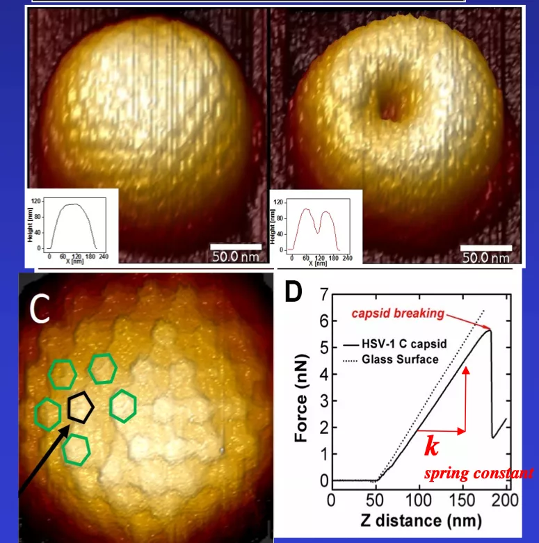 Atomic Force Microscopy image of an HSV-1 capsid before and after breaking with individual hexons observed on the capsid surface. Representative Force-distance curves for glass substrate and for HSV-1 C-capsid.