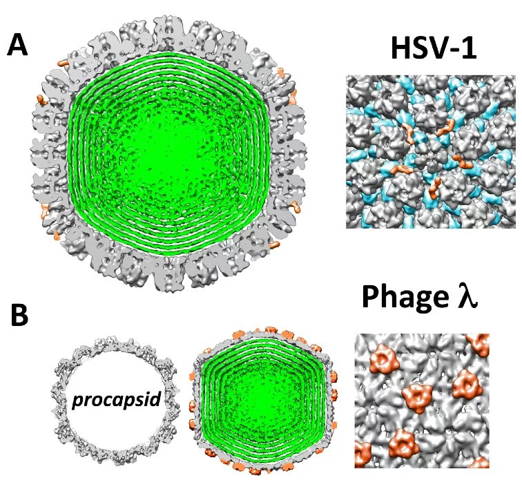 Cryo-EM cross section images of a bacteriophage lambda and HSV-1 capsids as well as reconstruction of their capsid surface proteins.