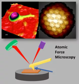 Schematic representation of a virus capsid surface using atomic force microscopy. Graphical representation of the scanning principle of AFM.