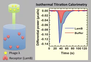 Graphical representation of the isothermal titration calorimetry sample setup and representative figure of a measurement.
